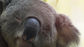 Extreme closeup of a cute. adult koala. snoozing peacefully while clinging to a tree trunk in the late afternoon. FullHD 1080p video