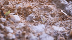 Dozens of Myrmicinae ants. marching in a long line over sandy. rocky ground. in their natural habitat. in slow motion. FullHD 1080p video