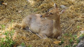 Mature. female deer lies in the grass. resting in the shade in her natural habitat. FullHD 1080p video