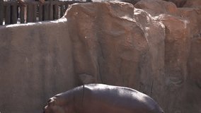 Young hippo catches food dropped by hand from above. in its habitat enclosure at a popular animal park. FullHD 1080p video