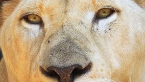 Extreme closeup clip of a mature. female African lion's eyes and nose. as she rests in the shade. FullHD 1080p video