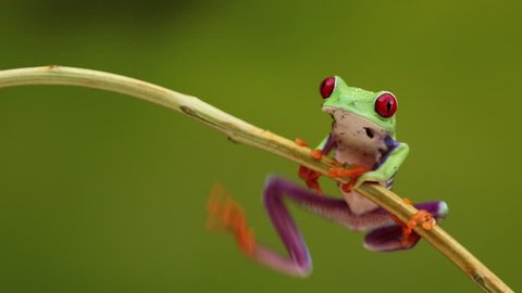 Red Eyed treefrog sitting
