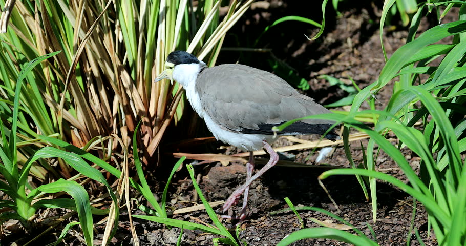 Spur Winged Plover Vanellus miles image Free stock photo Public