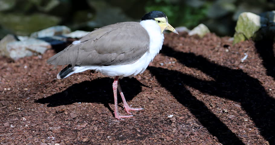 Masked Lapwing (Vanellus Miles) Closeup Portrait, Also Known As The Masked Plover And The Spur-Winged Plover Or Plover - DCi 4K Resolution