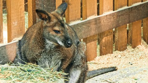 Kangaroo Resting Animal Enclosure Stock Footage Video (100% Royalty ...