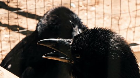 Closeup of a Common Raven (Corvus corax)