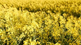 British yellow rapeseed crop flowers moving in the breeze with a light shimmer in a countryside field. Canola oil production plants. 