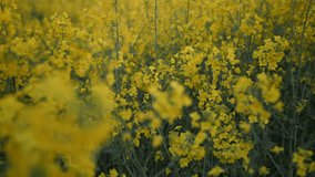 4K British field of yellow rapeseed wild flowers in a summers breeze. Farmers rural country side landscape meadow.