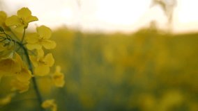 4K Close up of rapeseed or canola. British field of yellow wild flowers in a summers breeze. Farmers rural weeds in a country side landscape meadow.