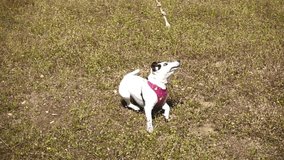 Slow motion video of cute Jack Russel dog running and catching a small ball in the park at springtime