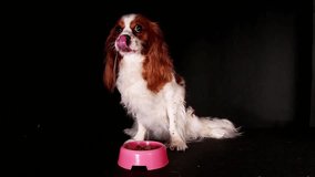 Hungry dog eating pet food