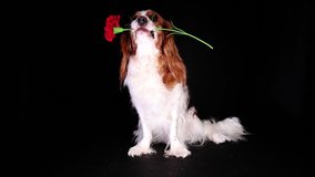 Valentines spring love mothers womens day flower dog