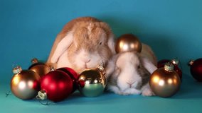 Christmas rabbits xmas lops. Animals together. Animal friends. Rabbit and baby rabbit.