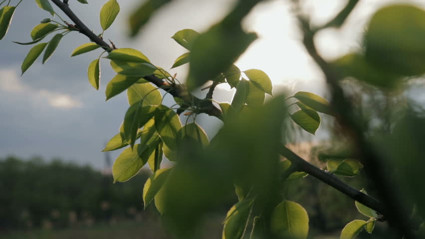 Later in the evening the sun passes through the branch of an apple tree with leaves. Close up