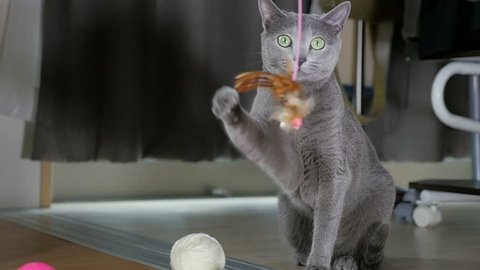 Russian Blue Cat playing with a toy