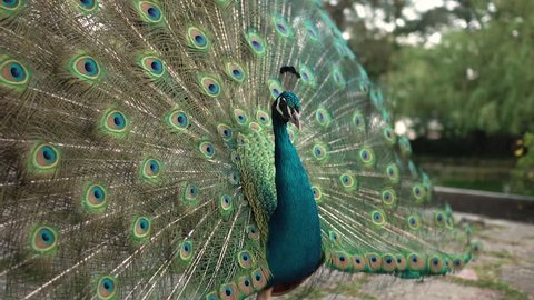 Moving shot of a Peacock with wide open feathers