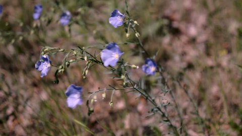 Blue wildflowers of Veronica chamaedrys