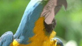 Professional video of Macaw Blue Golded parrot in 4K slow motion 60fps