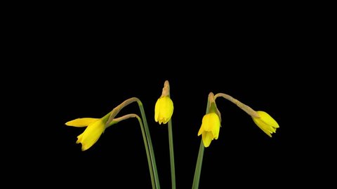 Yellow Flowers of Narcissus blossom