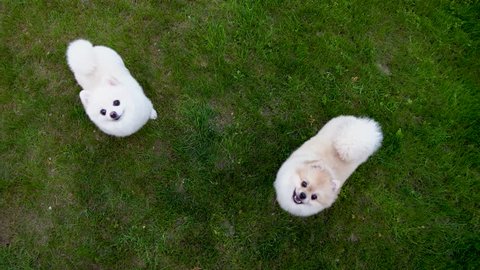 Two pomeranian spitz on the green grass. One dog is jumping upwards and barking. 
