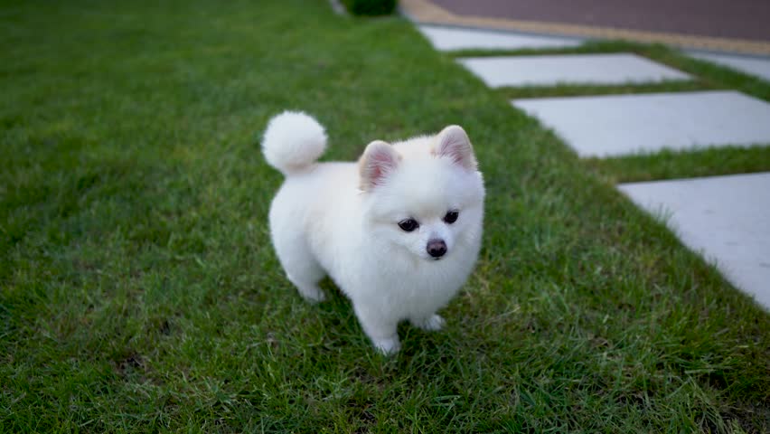 pomeranian spitz white