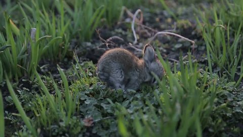 little rabbit is washed, rabbit in green grass, slow motion
