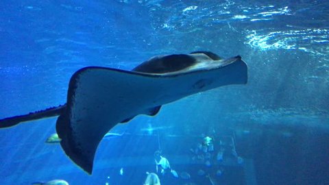 stingray in the deep blue sea  Stock Video