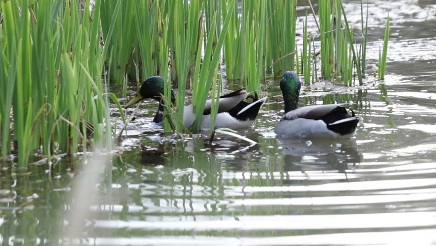 A pair of male Mallard ducks bottoms up feeding