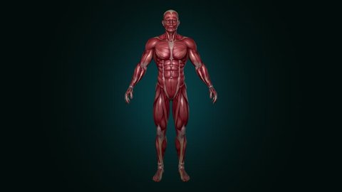 Muscular System Full Height, Male, 4K animation, with alpha. Rotation showing all the muscles, in slow motion. Alpha included in the second sequence.