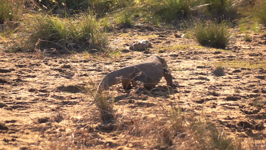 Komodo dragon walking in wilderness, super slow motion
