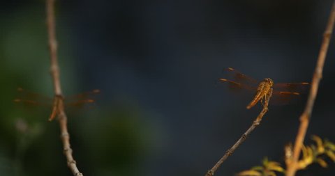 Close Up Scutigera Coleoptrata Eerie の動画素材 ロイヤリティフリー Shutterstock