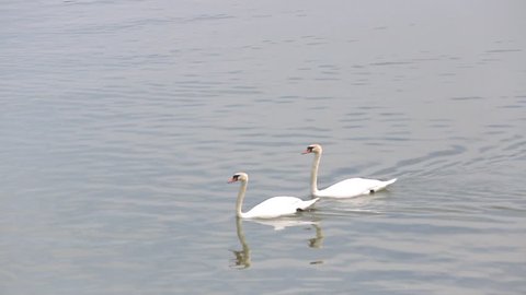 Two pairs of beautiful white swans on the waters of the Danube river in Belgrade. Close up.