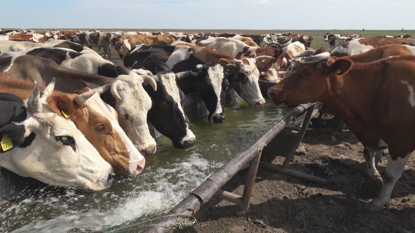 Cows Cattle In The Meadow Drinking Water From The Trough Royalty-Free Stock Footage #1010893055