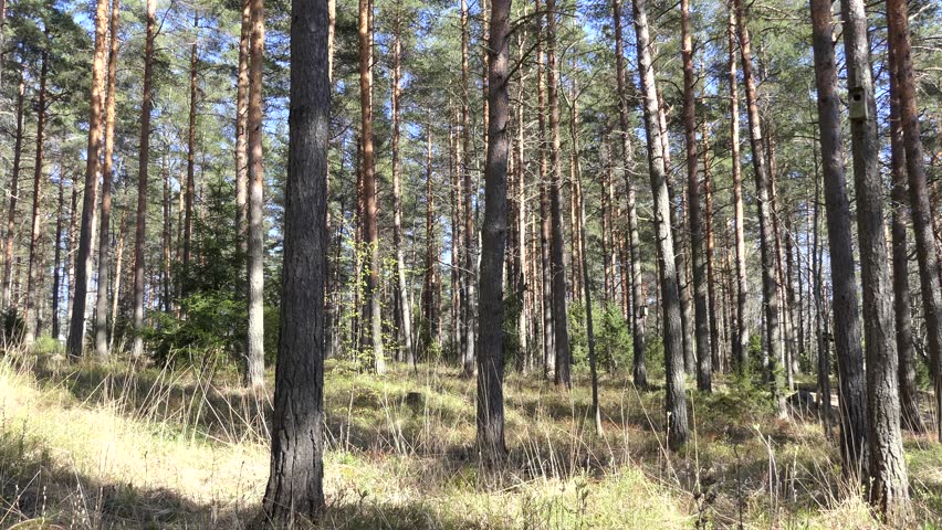 Pine forest - Finland