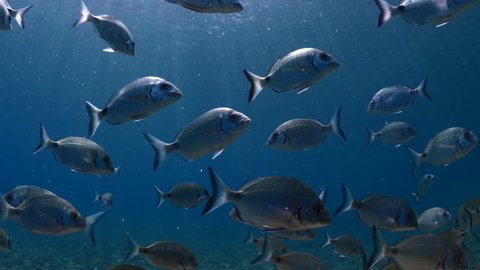 fish school underwater sun beams and sun shine calming and relaxing ocean scenery backgrounds