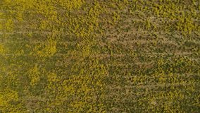 Aerial footage of a flower covered field in spring