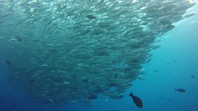Jack fish (Bigeye Trevallies) underwater footage at Sipadan Island, Malaysia