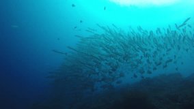 Underwater footage of Chevron Barracuda fish on coral reef. Sipadan Island, Malaysia