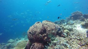 Coral reef and fish. Barrel Sponge and Jack fish