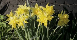 flowering daffodils in the spring video 4k