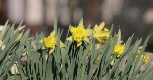 flowering daffodils in the spring video 4k
