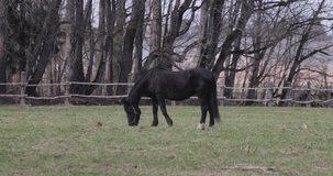 one horse on the lawn in the spring
