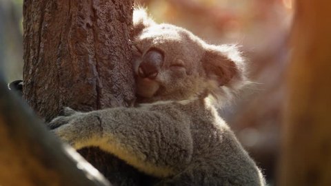 Cute. mature koala in closeup. dozes off as it clings to the trunk of a tree. Ultra HD 4k video with nature sounds.