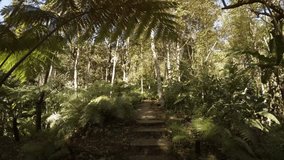 Young tree ferns grow on either side of a nature trail through this tropical jungle wilderness area in Thailand. Ultra HD 4k video