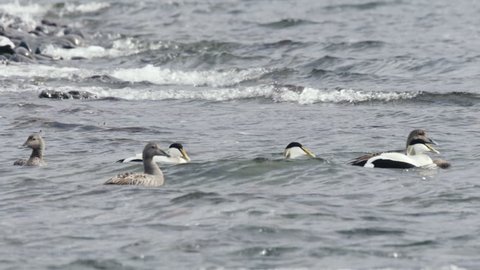eiders in iceland