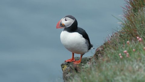 puffins in Iceland