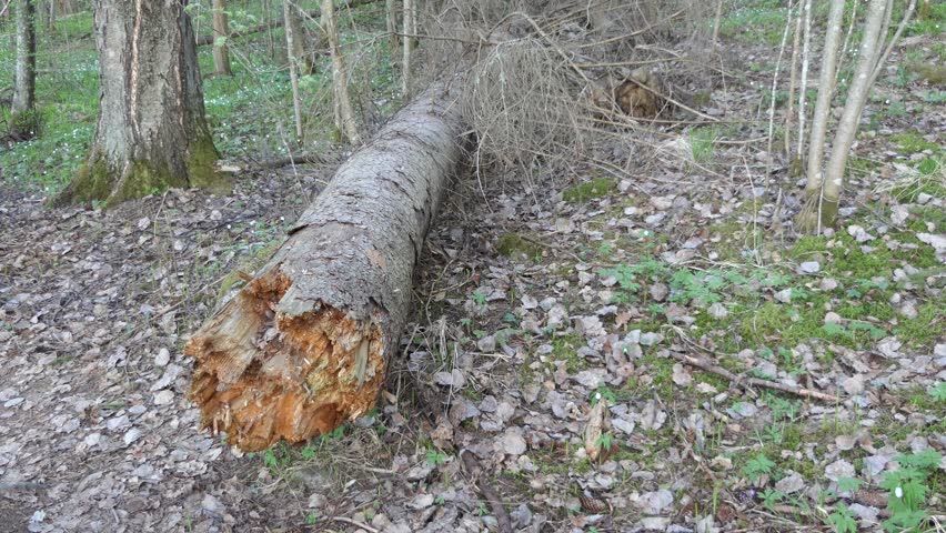 Fallen tree - Finland