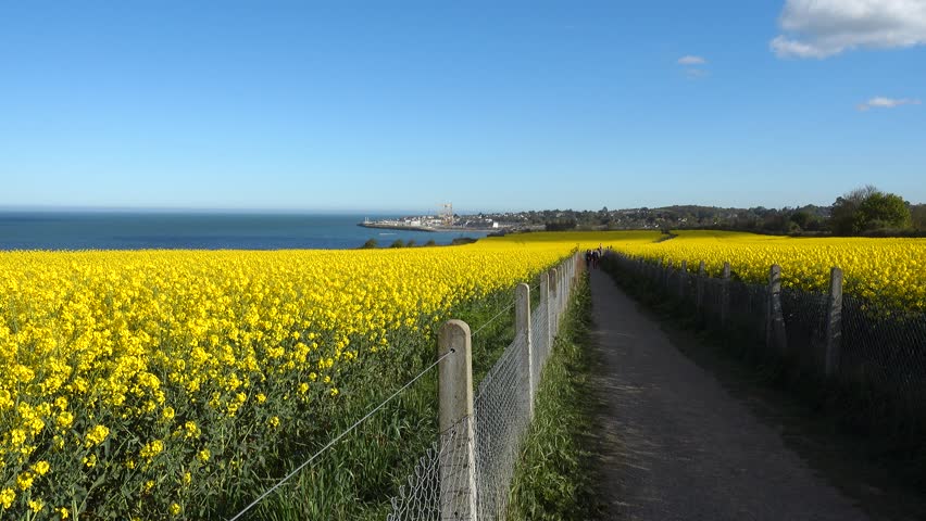 Yellow rapeseeds field on blue sky