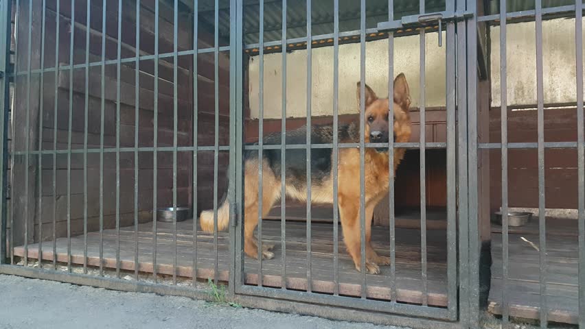 german shepherd in a cage