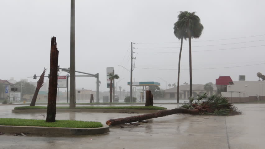 Palm Trees Sway In Hurricane